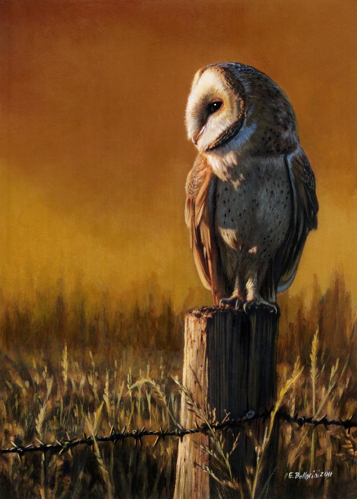 Barn Owl - Wildlife Art - Elena Ballarini